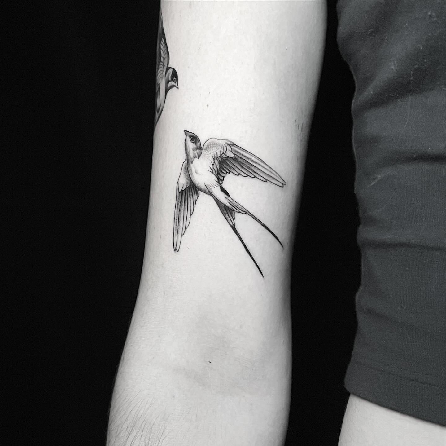 Fineline barn swallow tattoo in flight on the inner arm.