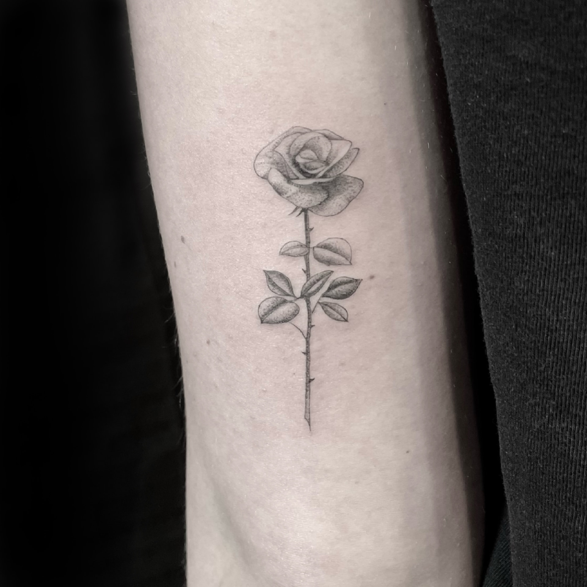 Fineline long-stemmed rose tattoo on the inner arm.